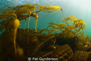 In the Current by Pat Gunderson 